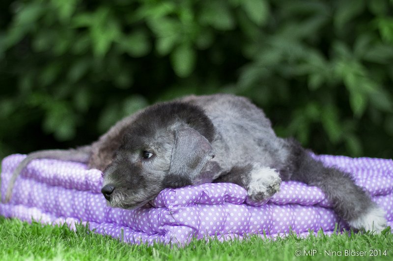 2014-07-03 Cherry-6917.jpg